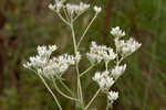 Rough boneset